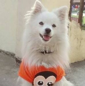 Meet your Posher, Sonam